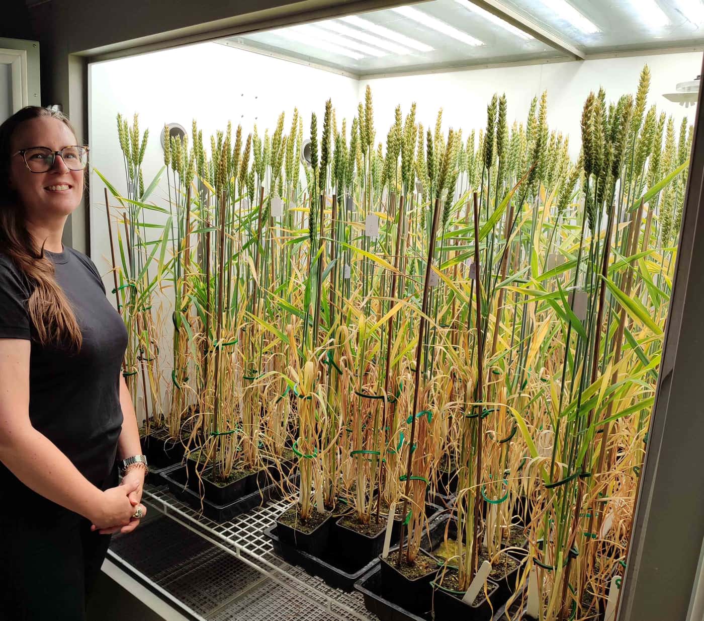 Back to the Future (1850s) – Rothamsted long term field trial and Kew Type specimens of <I>Greyia</I