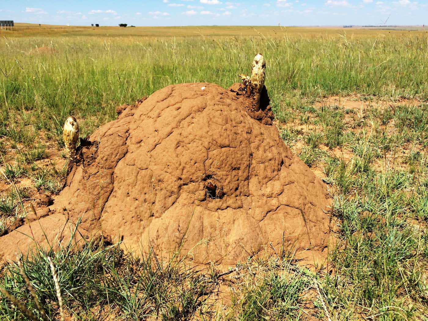 International research team on termite ecology and evolution visits FABI