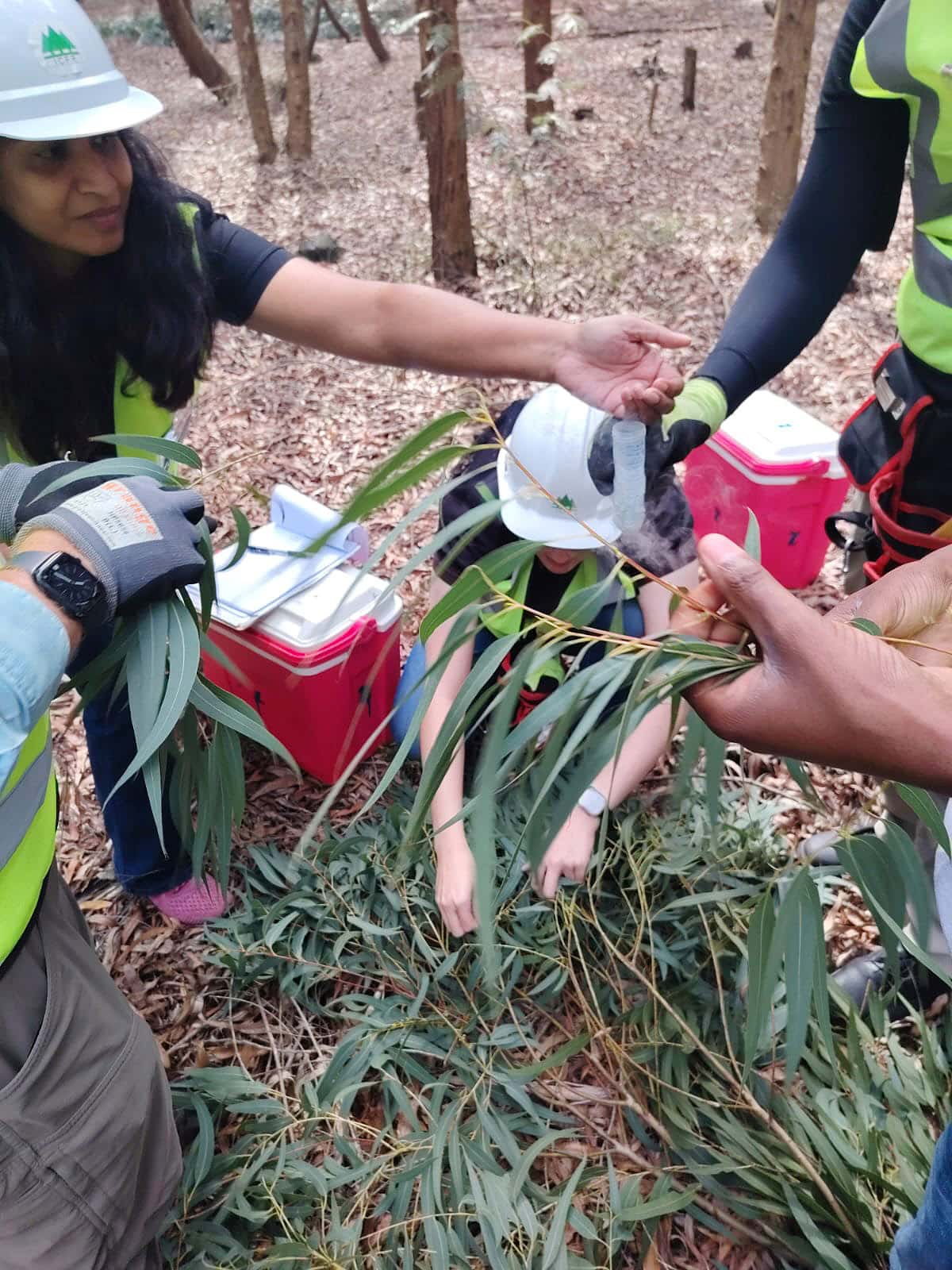 The FMG-EPPI research group collects samples for a eucalypt pangenome project