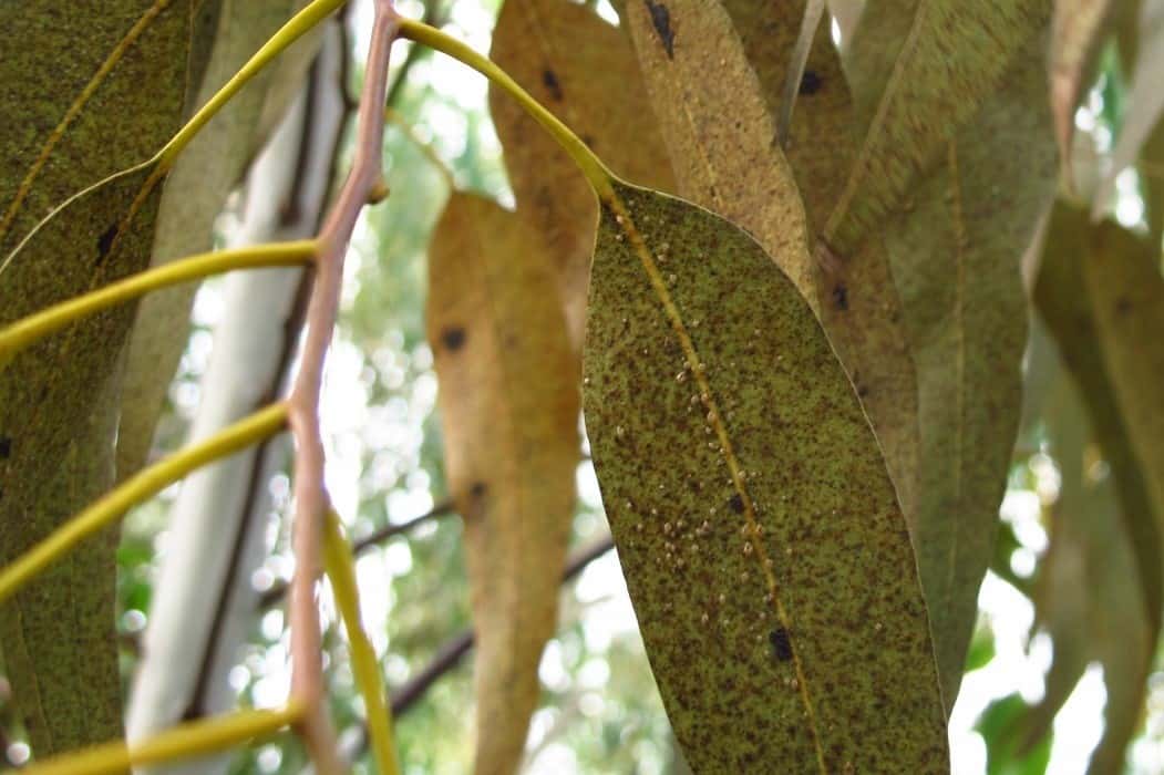 Encouraging Results in FABI/TPCP Biocontrol Programme