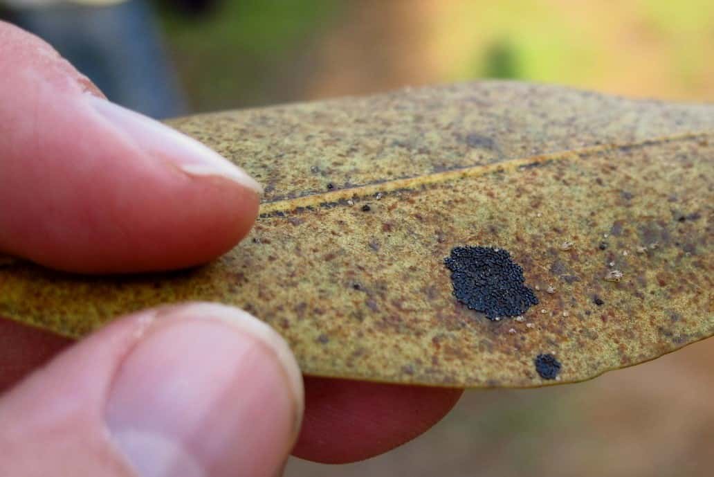 Encouraging Results in FABI/TPCP Biocontrol Programme