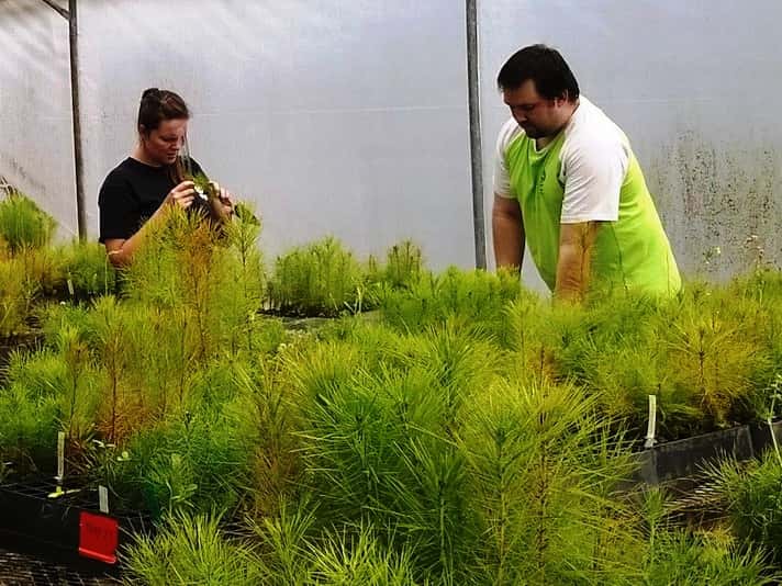 Another successful round of pine screening completed