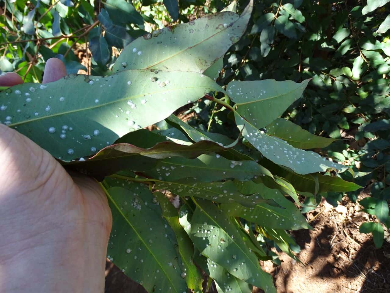 TPCP researchers release biocontrol agent for the red gum lerp psyllid