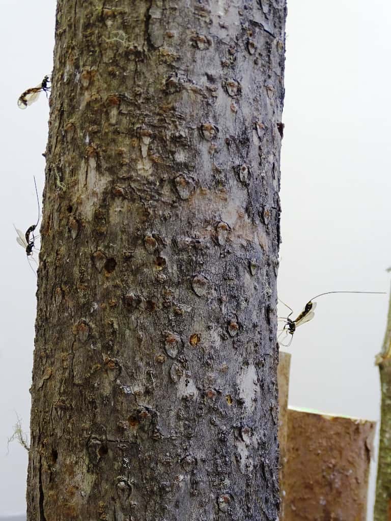 Two more biocontrol agents arrive at the FABI biocontrol centre
