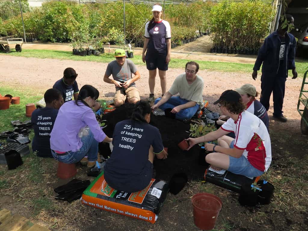 FABIans plant thousands of Eucalyptus cuttings