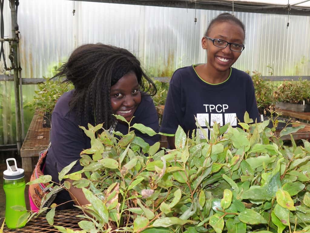 FABIans plant thousands of Eucalyptus cuttings