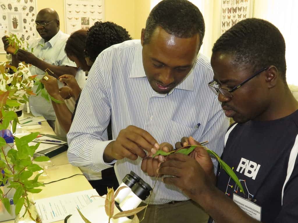 Building capacity in Africa: FABI hosts a workshop on the Biological Control of Eucalyptus Insect Pe