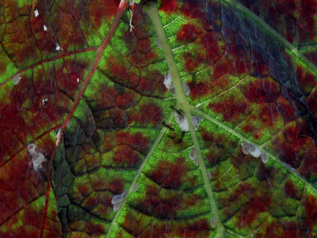 FABI Researcher instrumental in wining the fight against grapevine leafroll disease