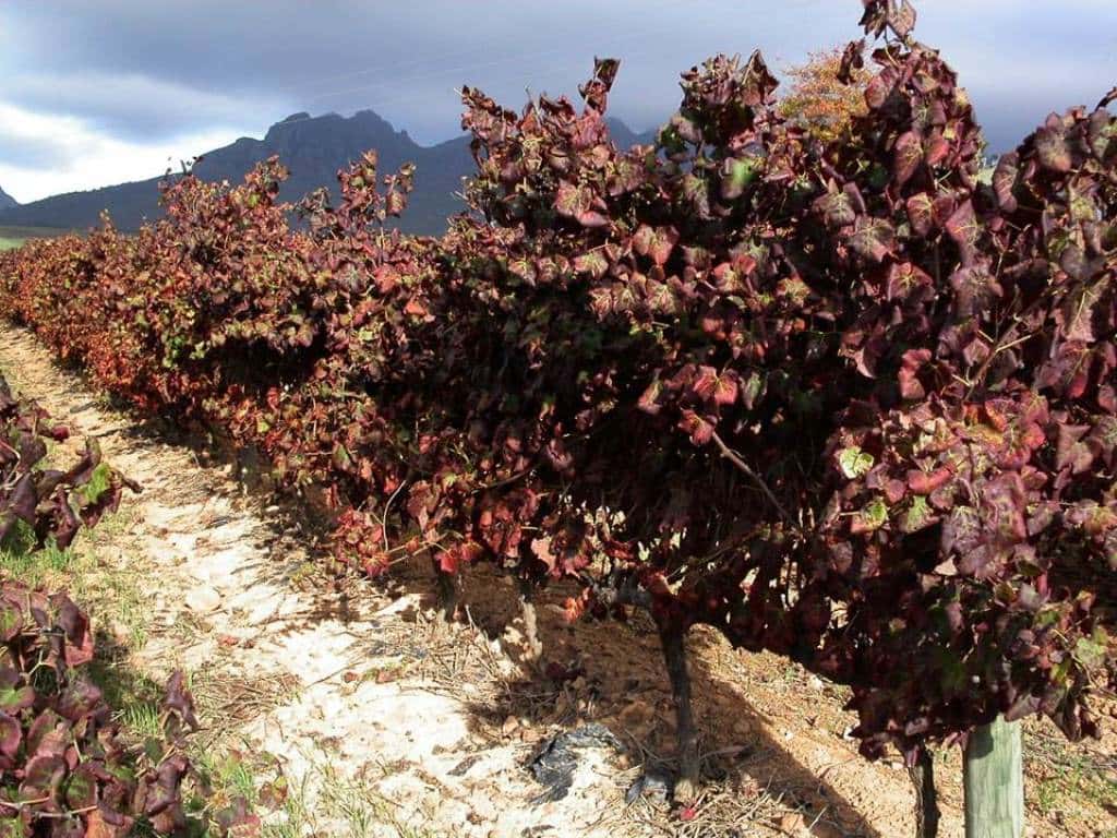 FABI Researcher instrumental in wining the fight against grapevine leafroll disease