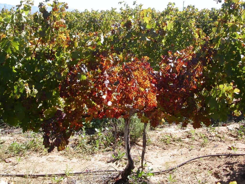 FABI Researcher instrumental in wining the fight against grapevine leafroll disease