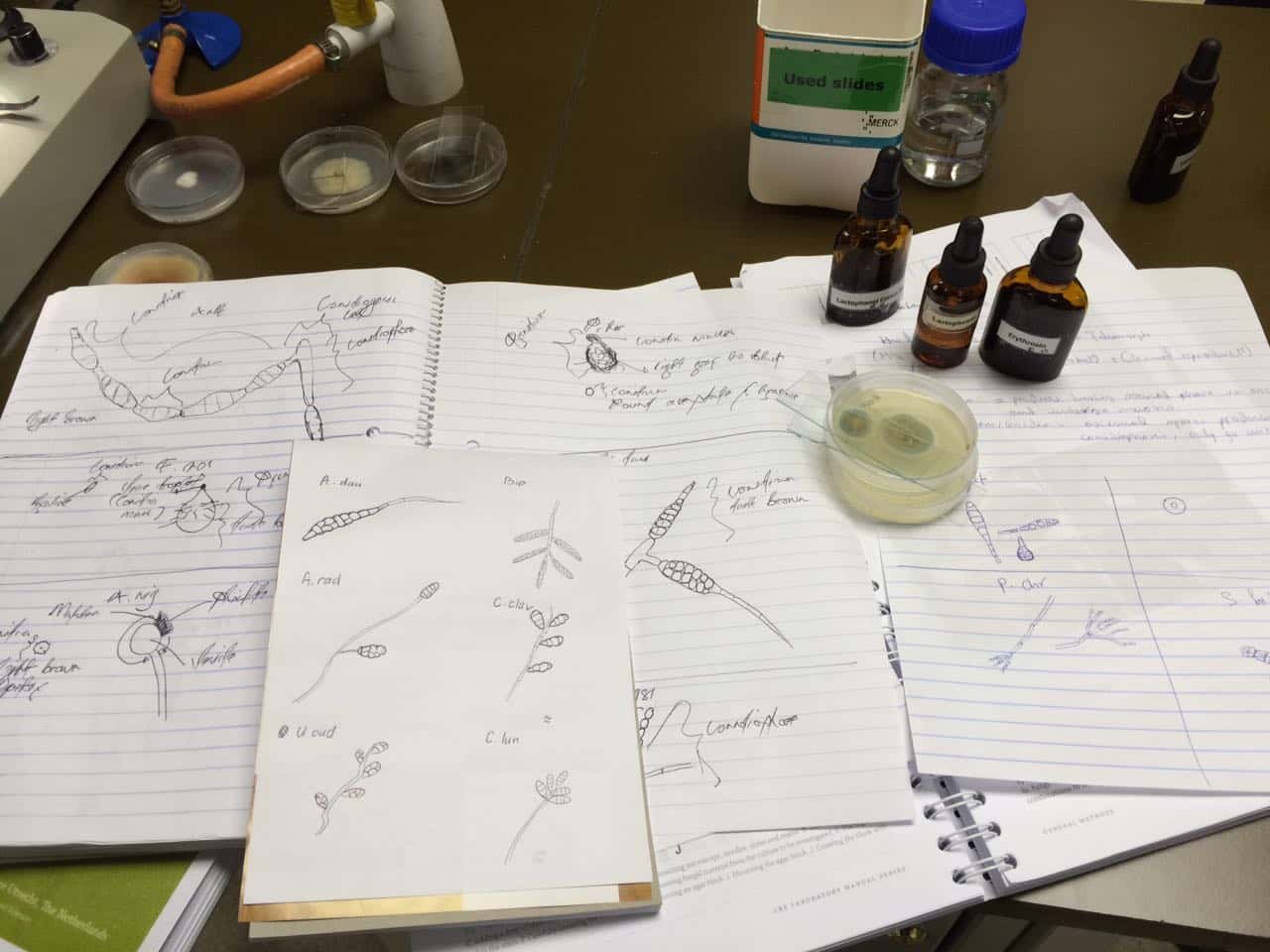Mycology workshop in FABI a great success