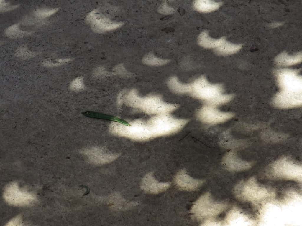 Trees reveal solar eclipse