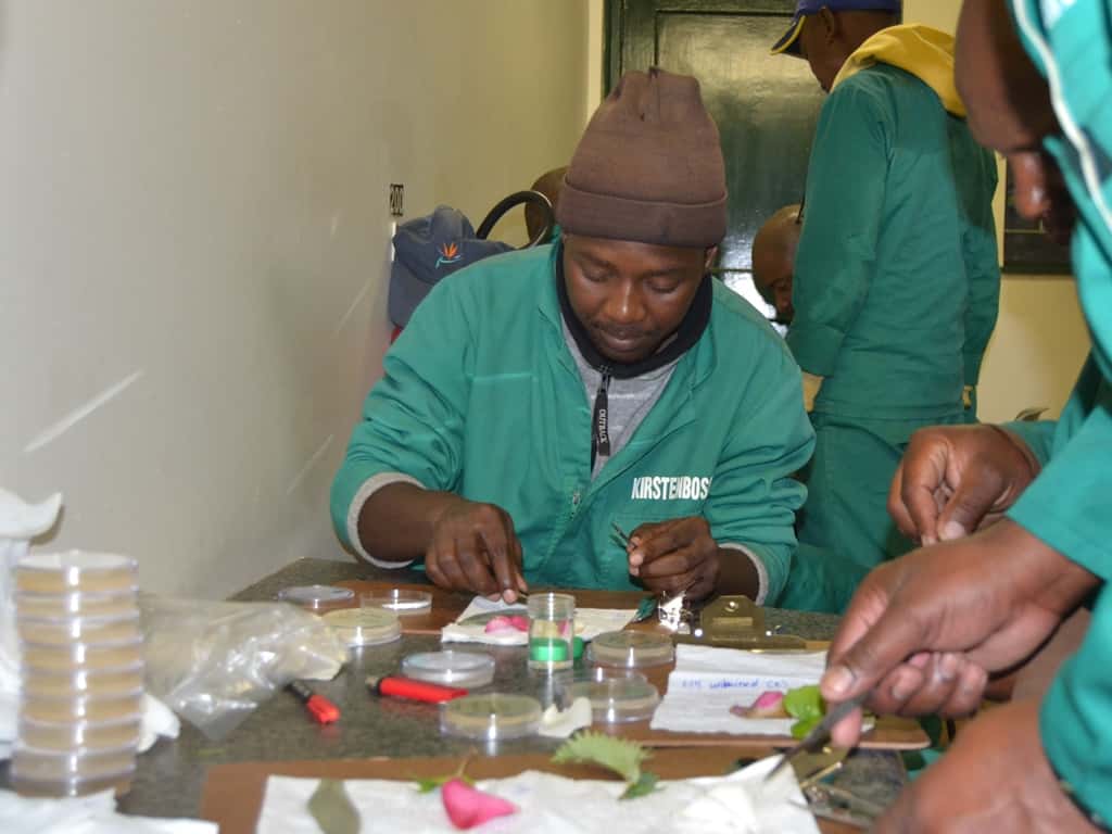 FABIan engages communities at two fynbos festivals in the Western Cape