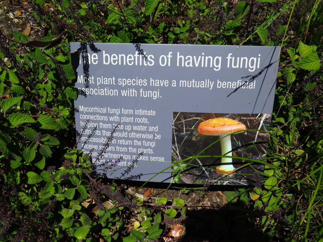 Mycological musing at the Melbourne Botanical Garden
