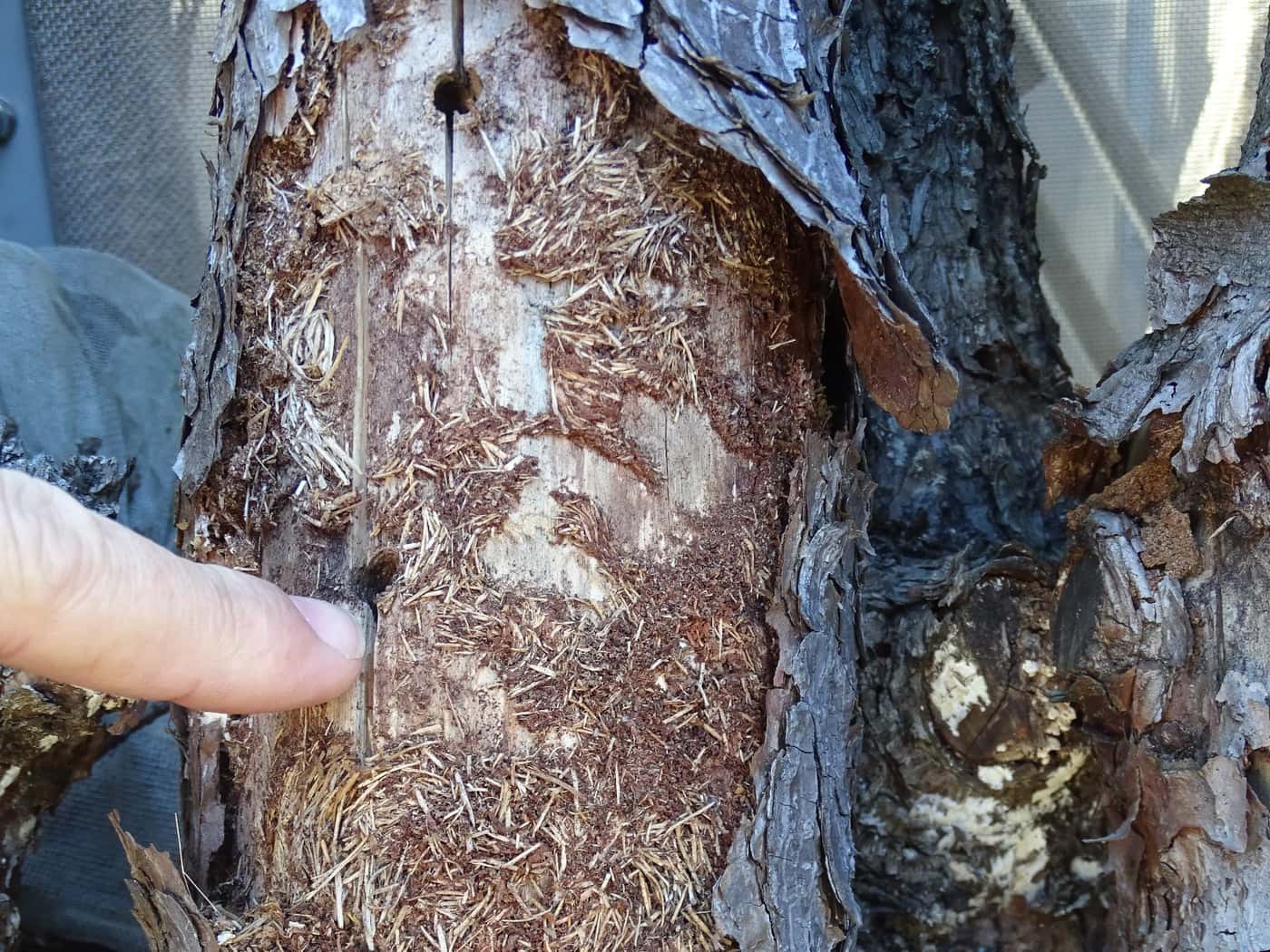 Growing collaborations between FABI and Japanese Forest and Forest Products Research Institute