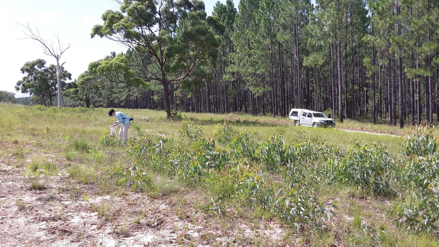 FABI Postdoctoral Fellow hunting biocontrol agents Down Under