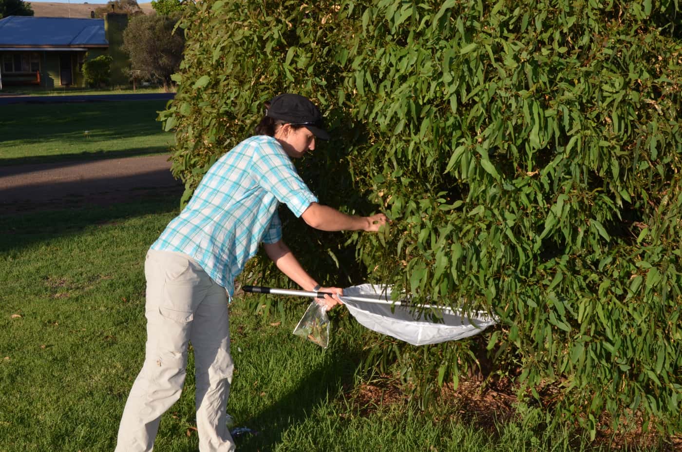 FABI Postdoctoral Fellow hunting biocontrol agents Down Under