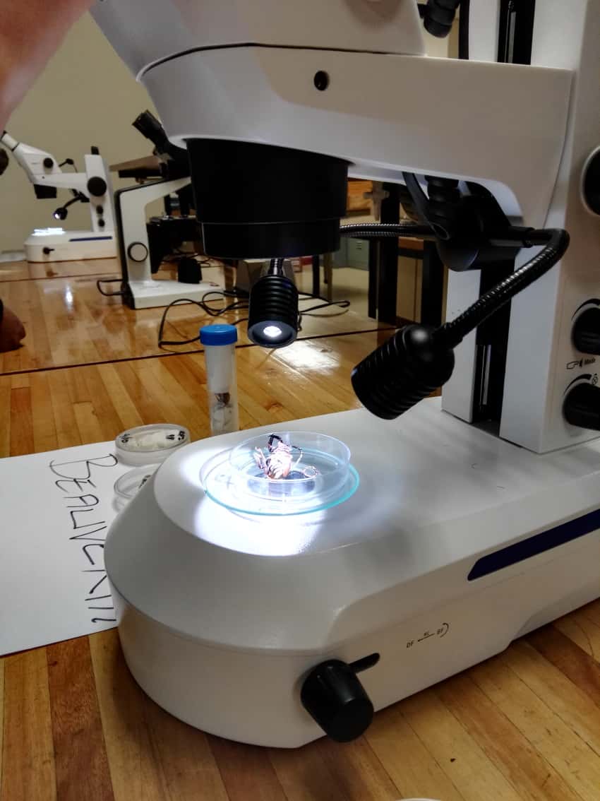 FABIans attend an insect mass-rearing workshop
