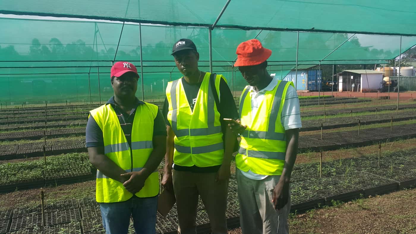 Eucalypt insect pest survey in Ghana and Sierra Leone