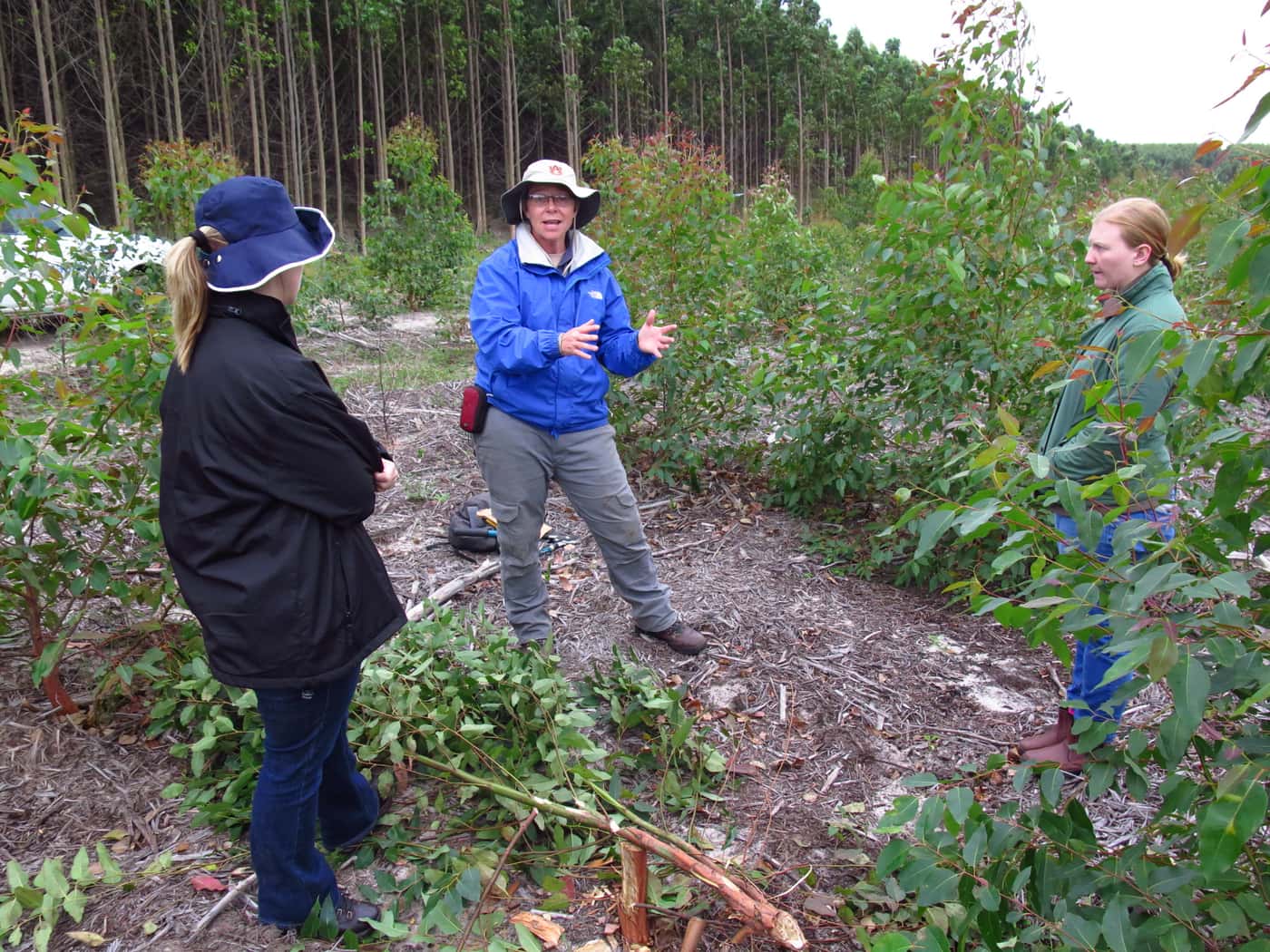 Field visit to inspect Ceratocystis infected Eucalyptus