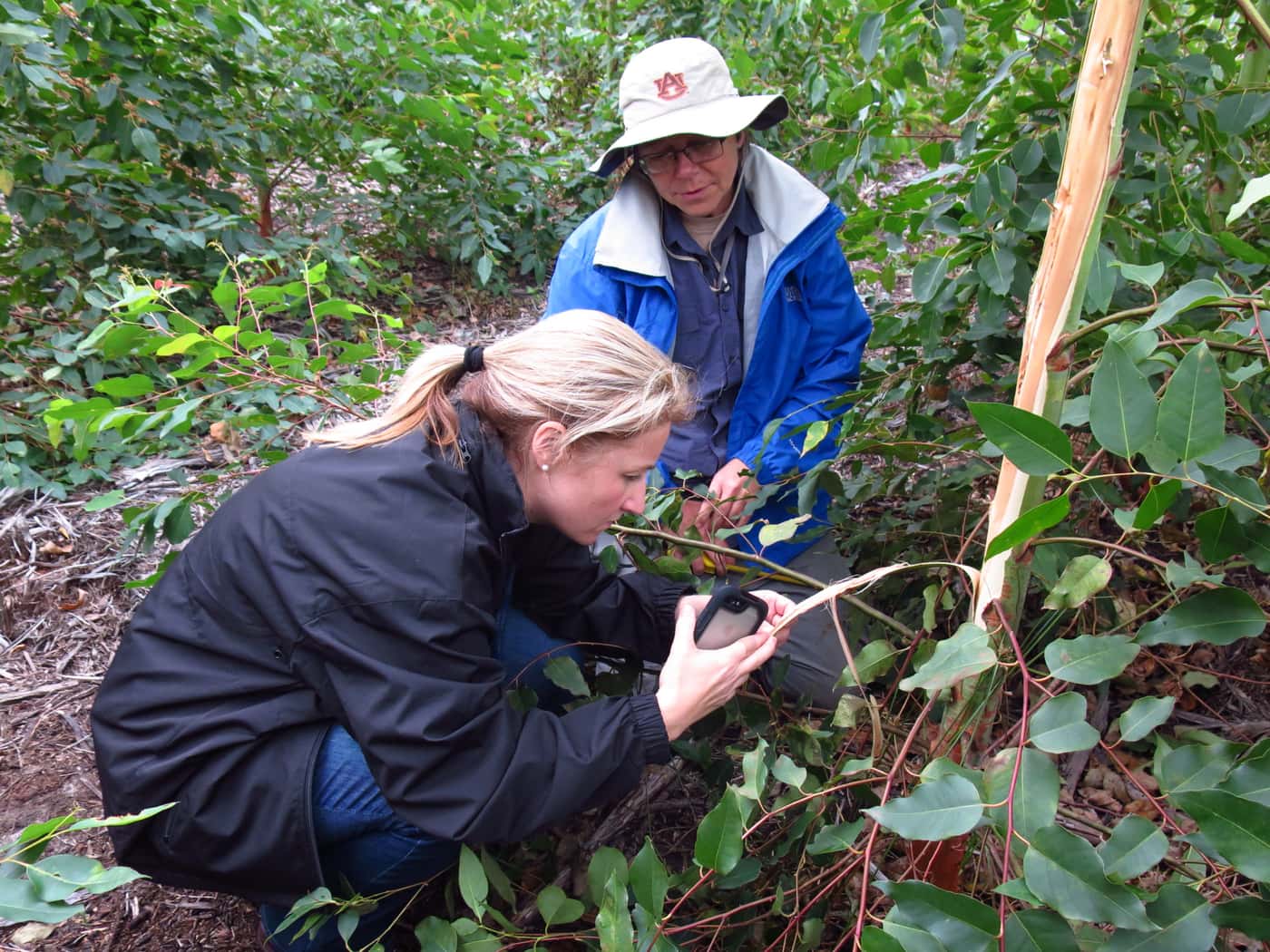 Field visit to inspect Ceratocystis infected Eucalyptus