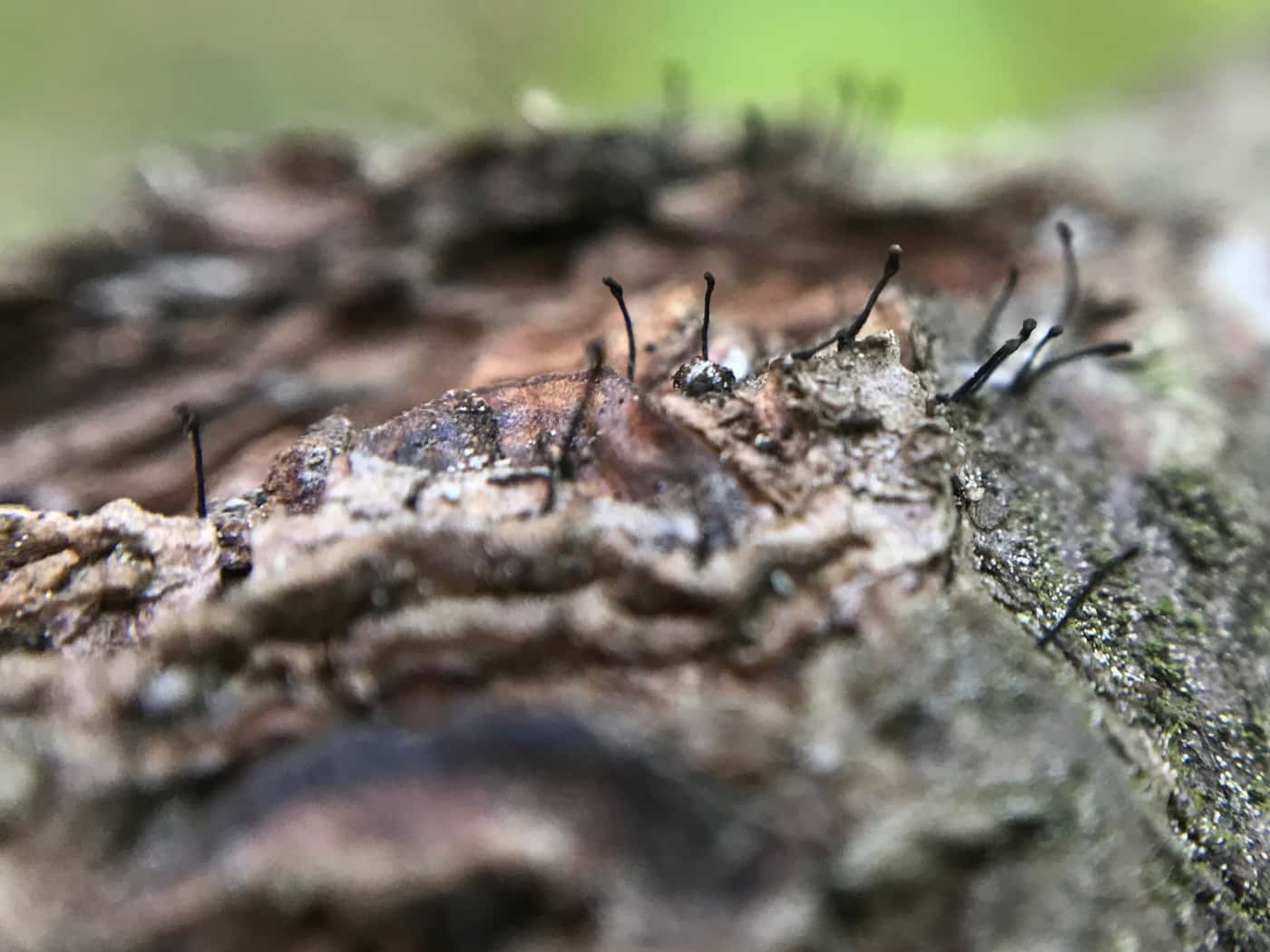FABIans participate in ICPP Forest Pathology fieldtrip
