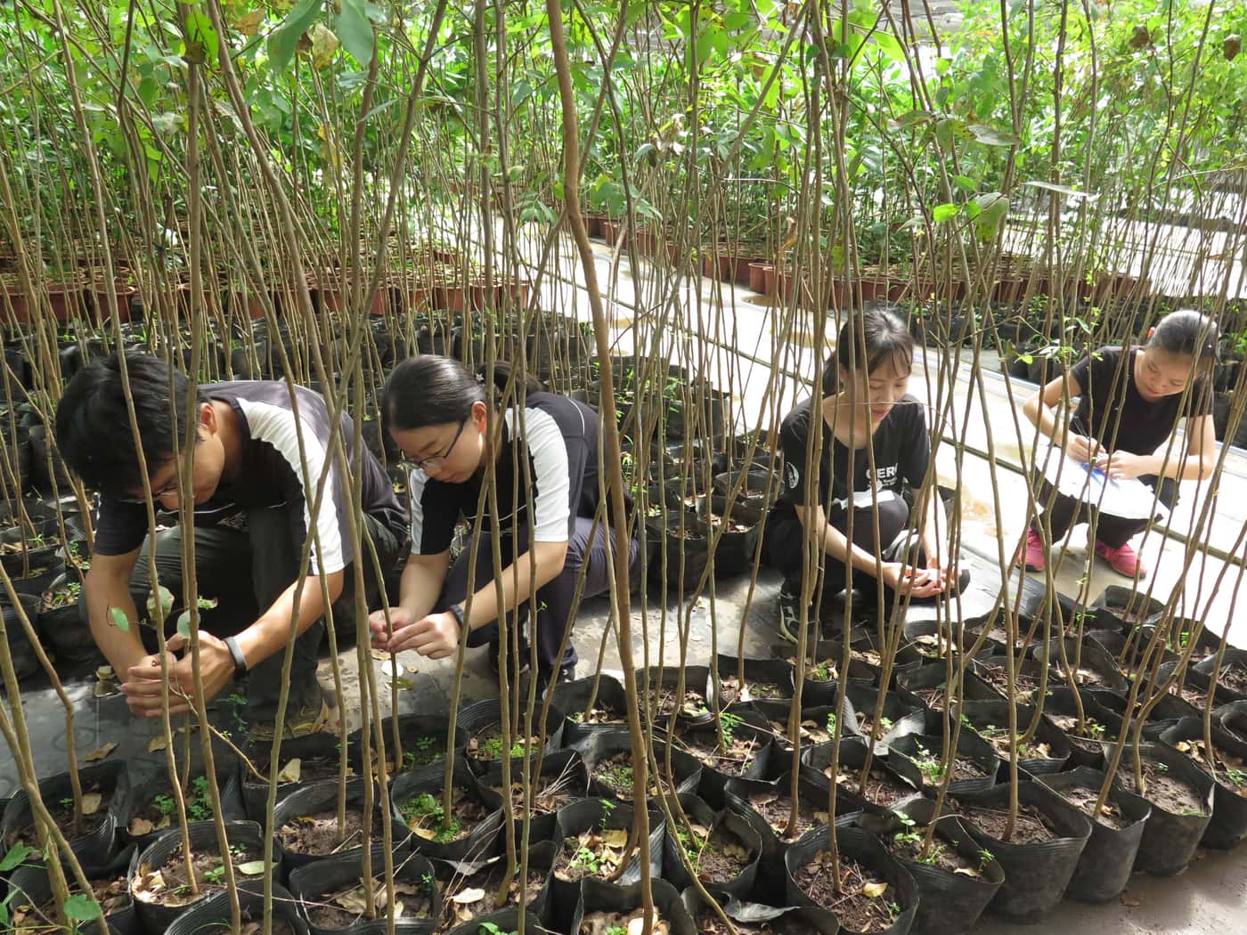 CERC-FABI team conducts major inoculation experiment
