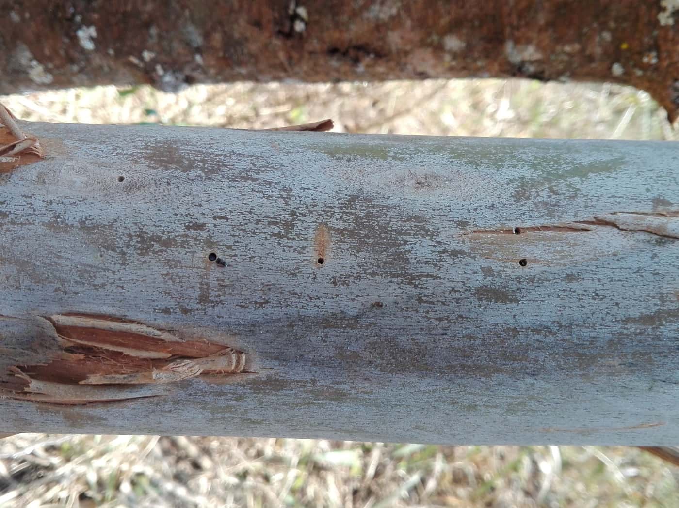 Hunting for ambrosia beetles in Tzaneen