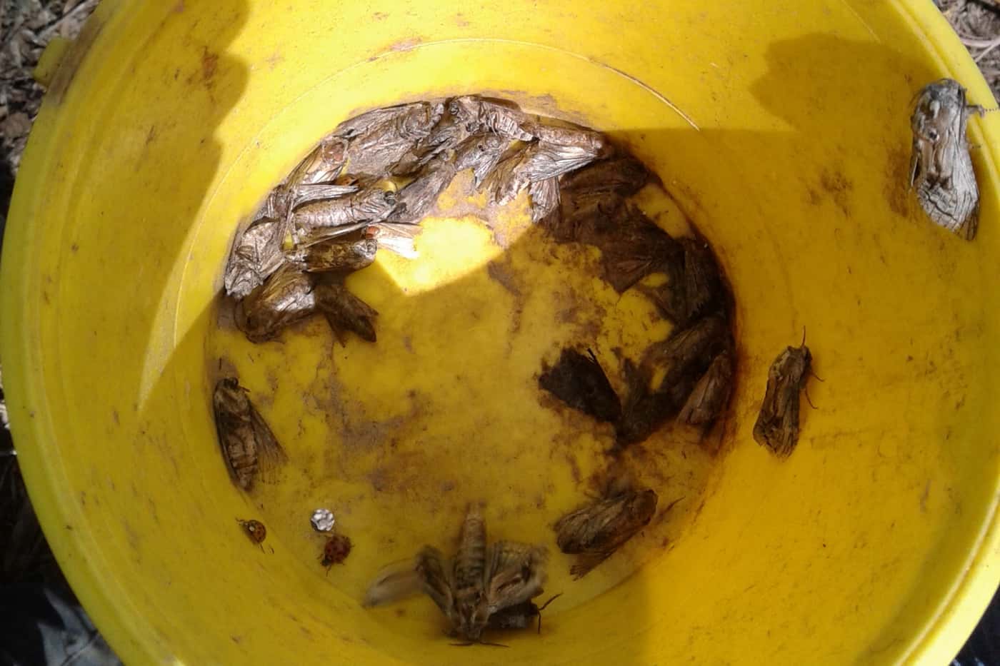 Chemical ecology field work at FABI