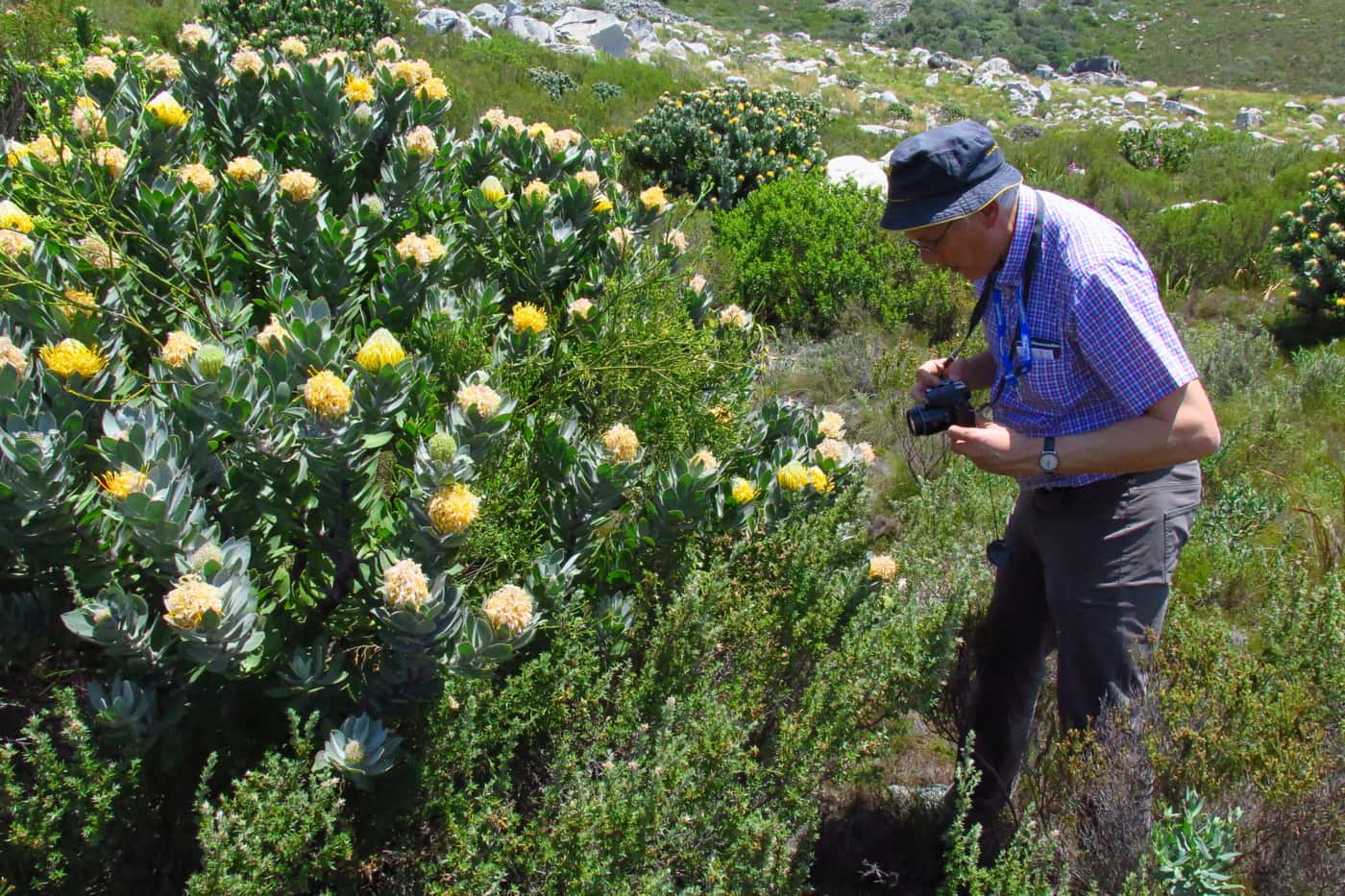 Prof André Drenth explores tree health issues in the Western Cape