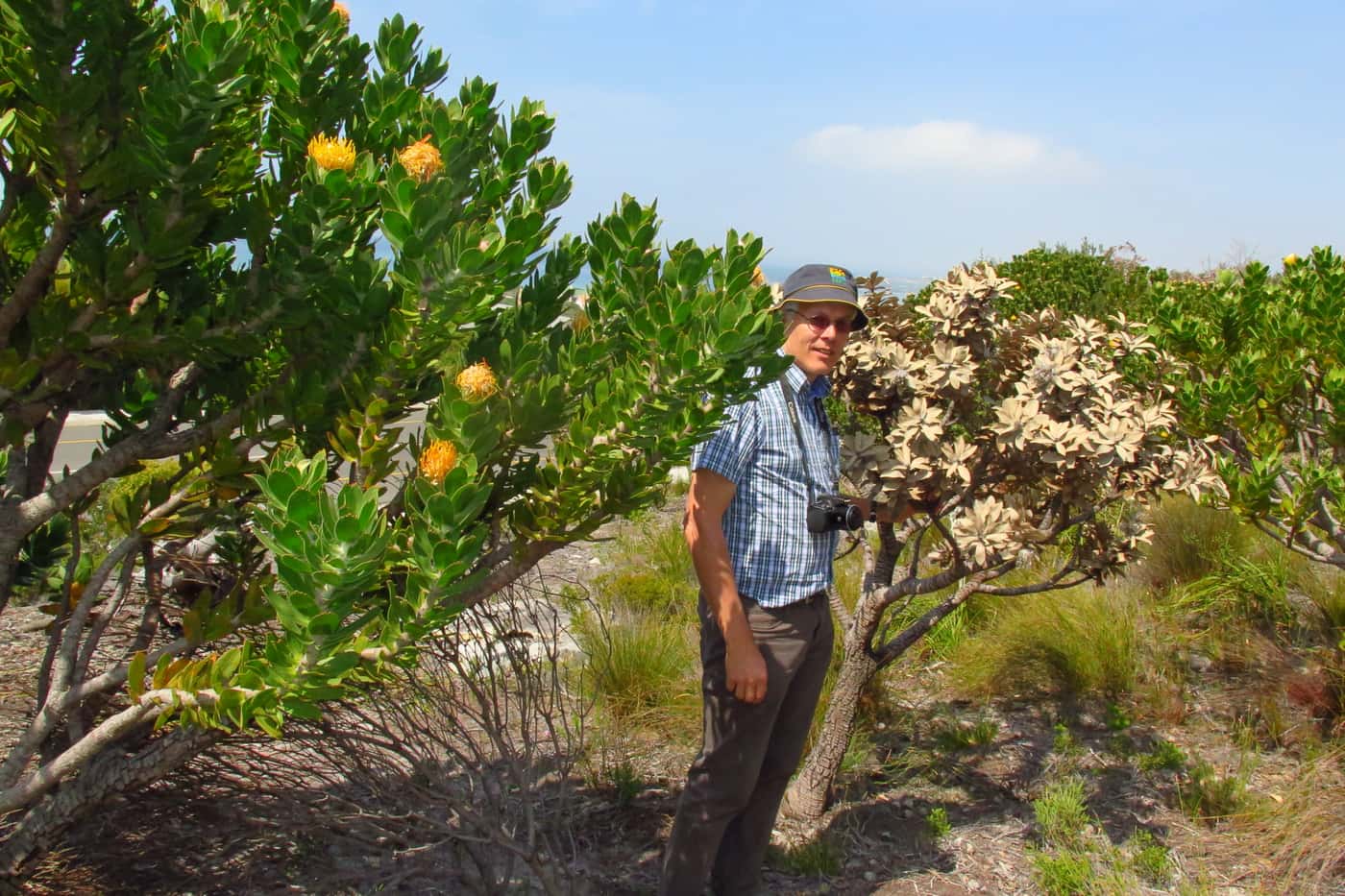 Prof André Drenth explores tree health issues in the Western Cape