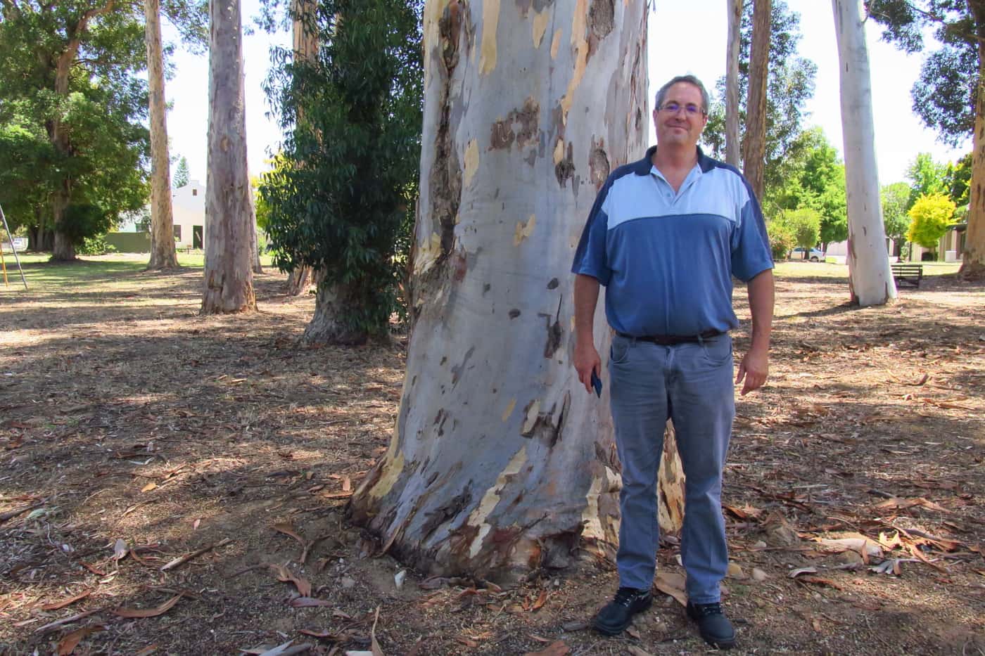 Scouting for eucalyptus pests on the Cape Peninsula