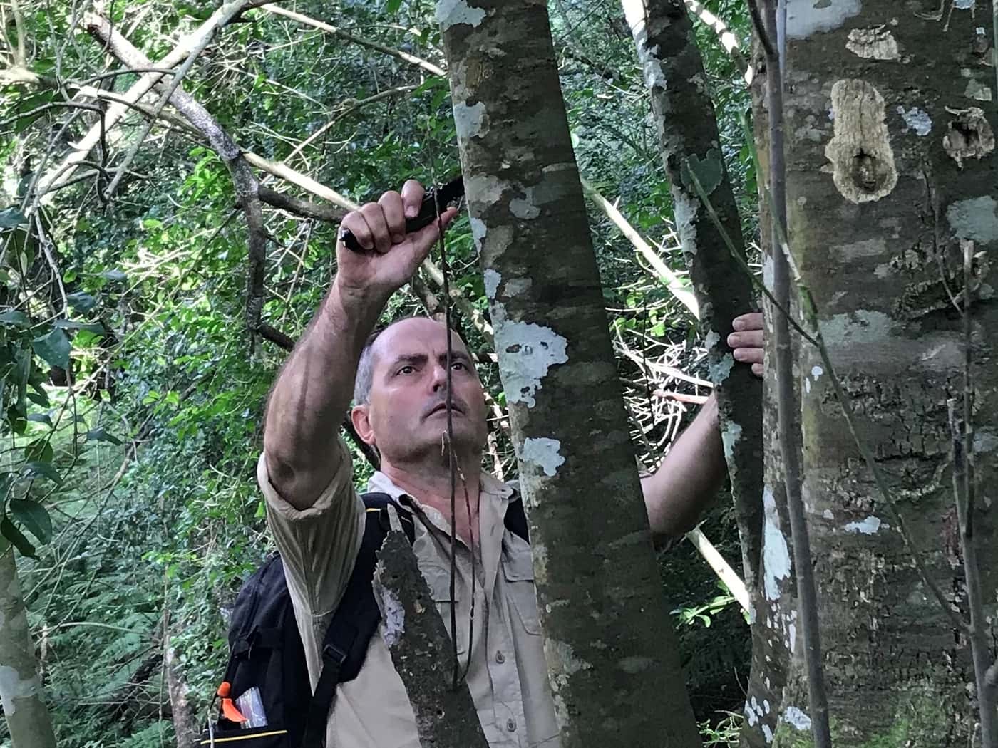 Shot Hole borer projects launched in forests of the Southern Cape