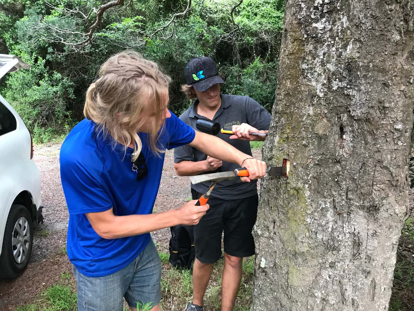 Shot Hole borer projects launched in forests of the Southern Cape