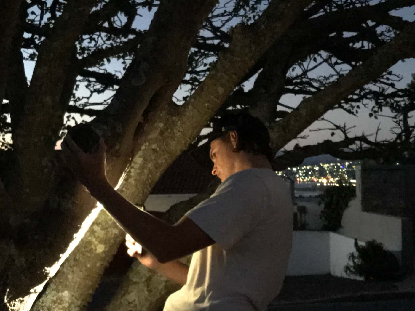 Shot Hole borer projects launched in forests of the Southern Cape