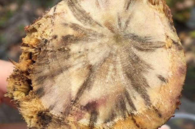 Fieldwork to understand the emerging Ceratocystis threat to Eucalyptus in South Africa