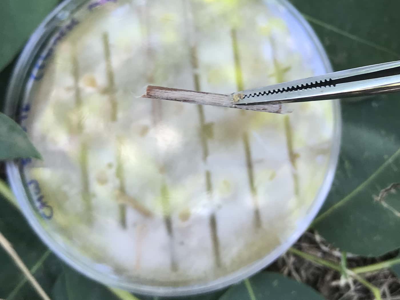 PSHB fungus tested for pathogenicity on commercial forest trees