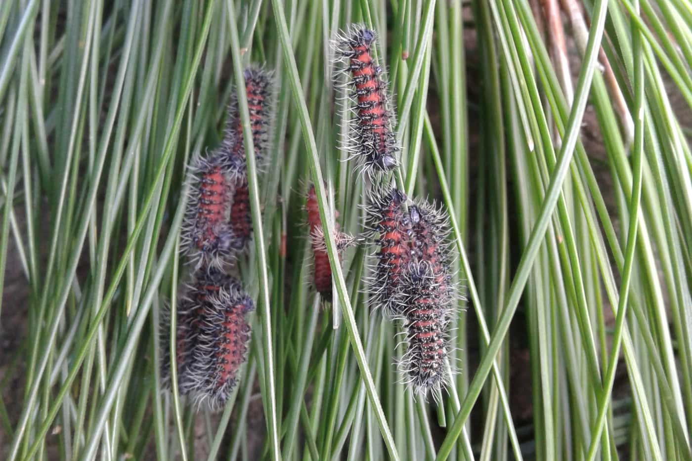 Exciting initial results towards the management of the pine emperor moth