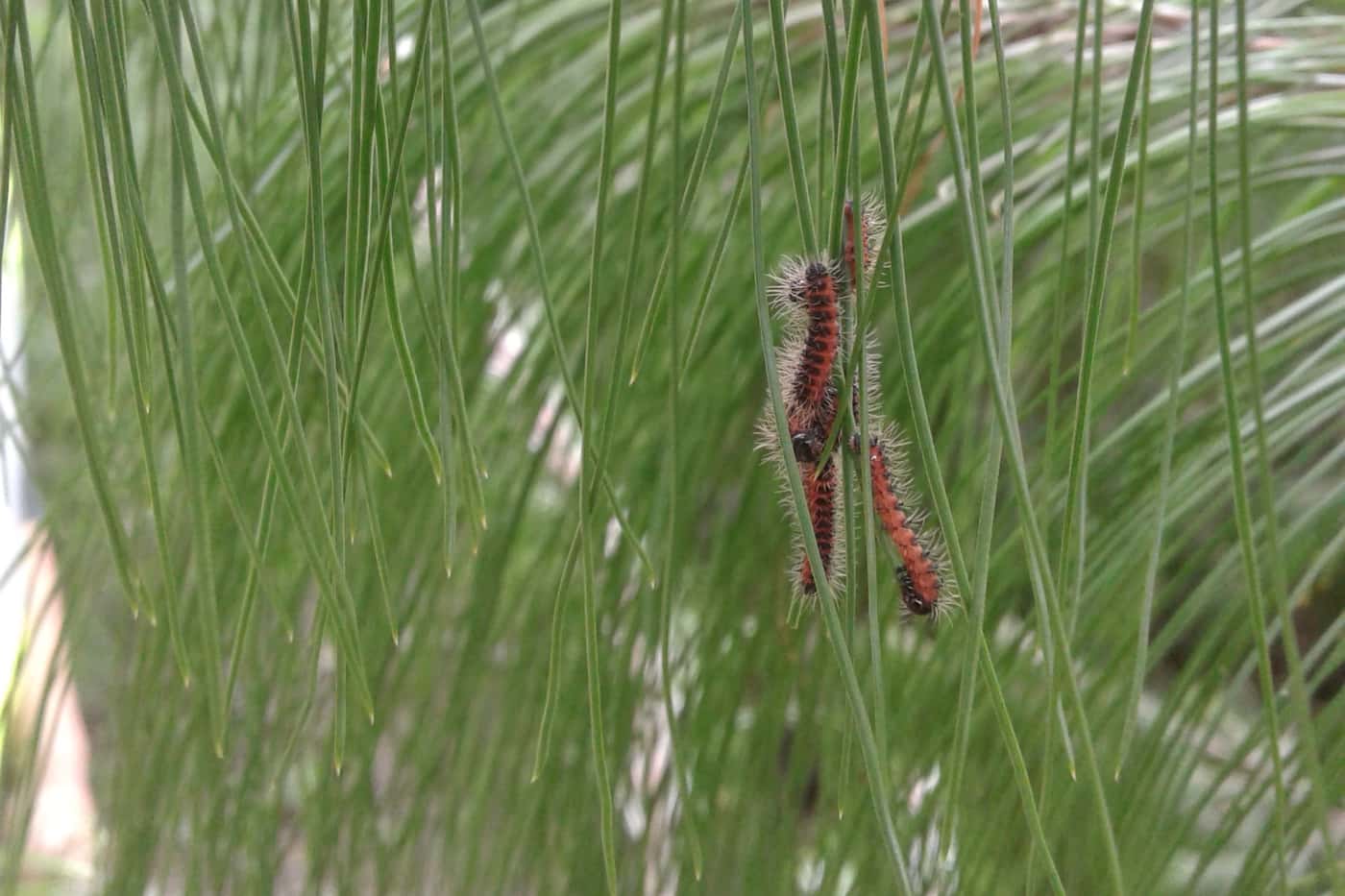Exciting initial results towards the management of the pine emperor moth