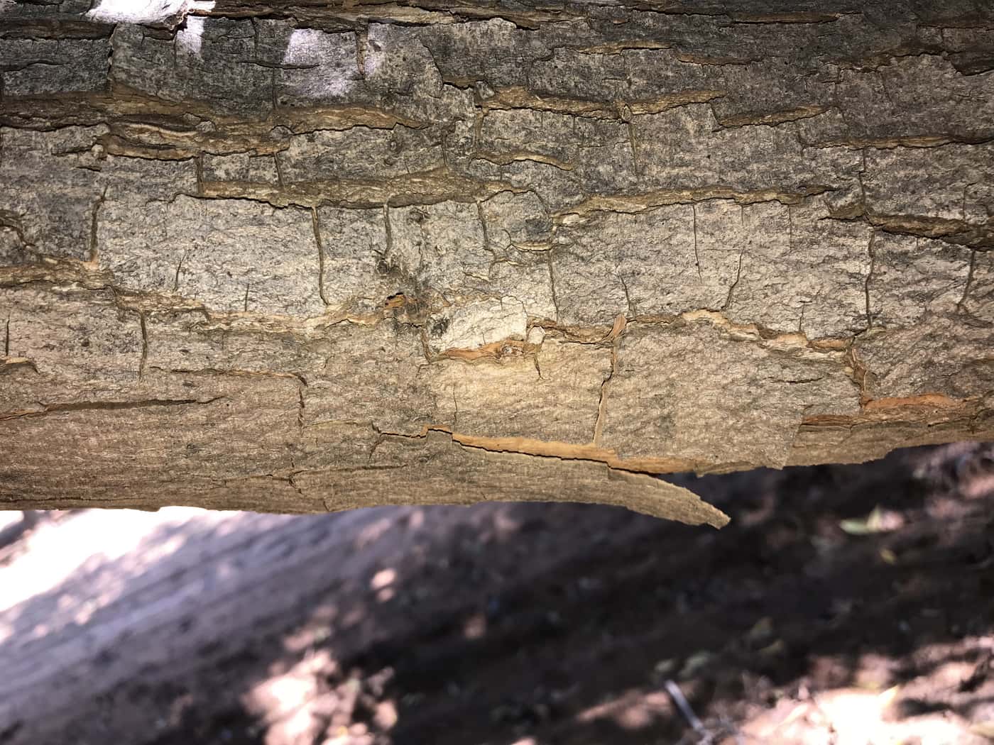 PSHB survey in Northern Cape Pecan orchards