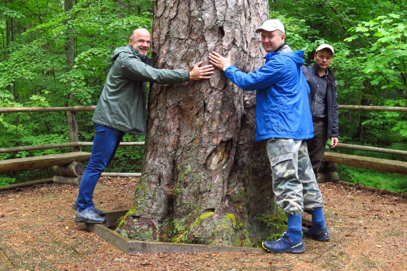 A brief forest pathology tour of south Estonia