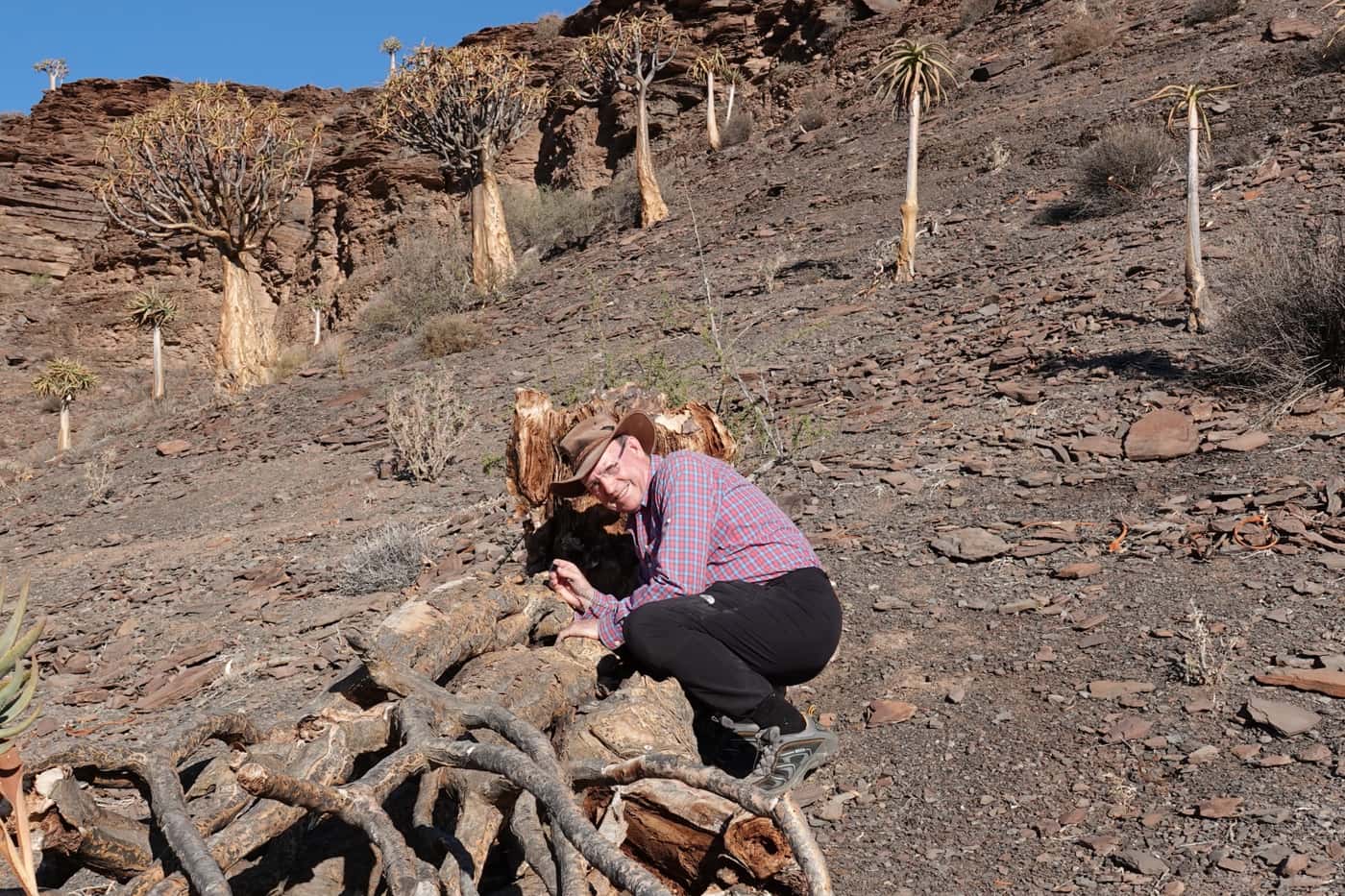 FABI considers dying trees and fungal biodiversity in Namaqualand