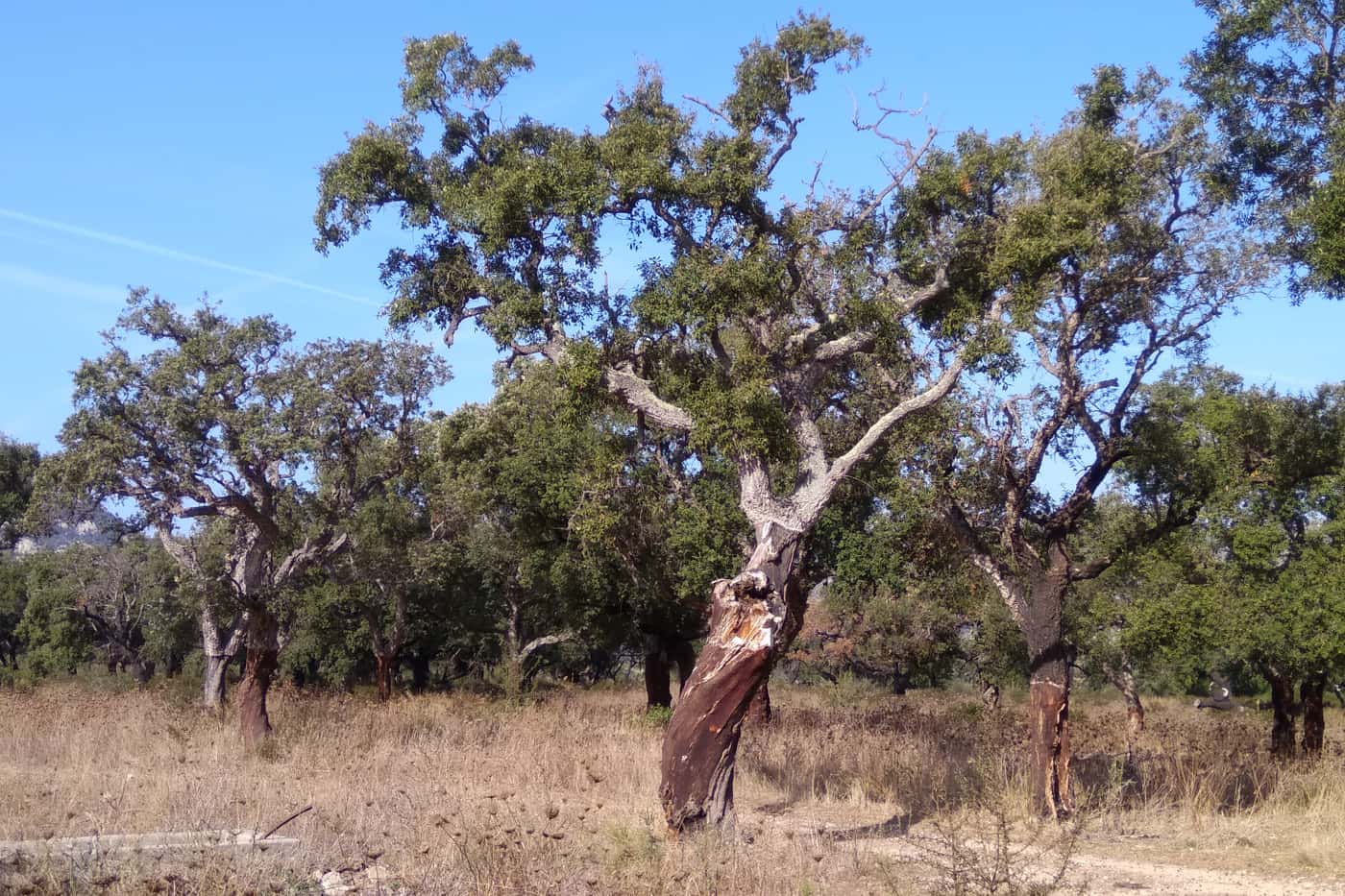 FABI postdoc attends IUFRO Phytophthora conference in Sardinia