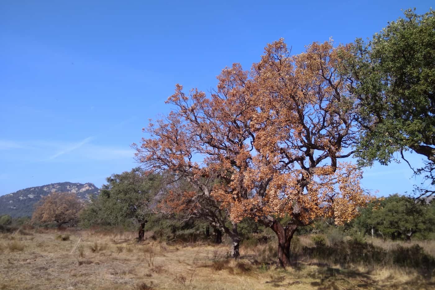 FABI postdoc attends IUFRO Phytophthora conference in Sardinia