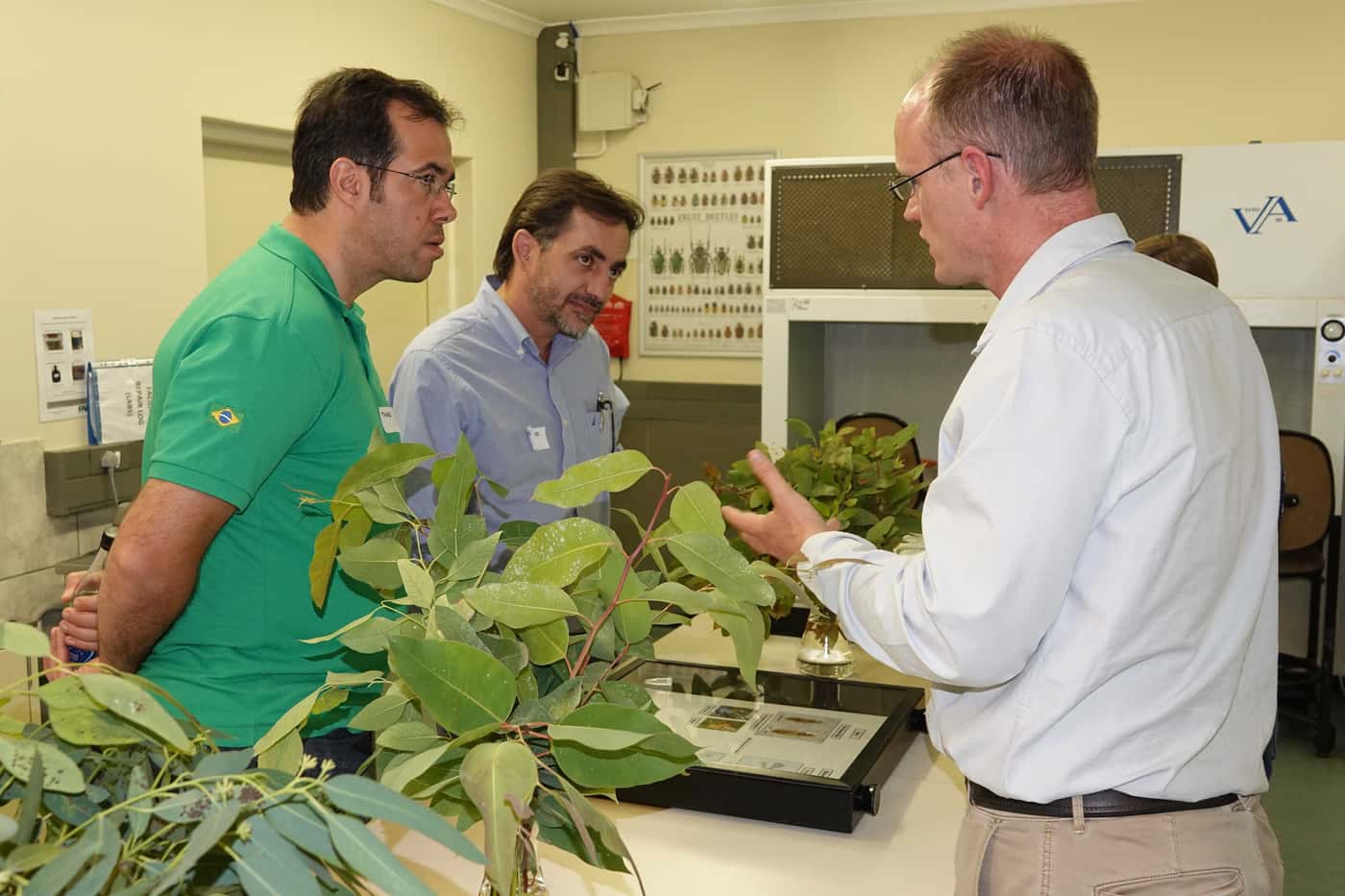 Brazilian forestry researchers visit FABI
