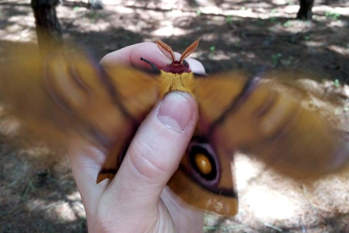 Moth pheromone trial in Underberg, KZN