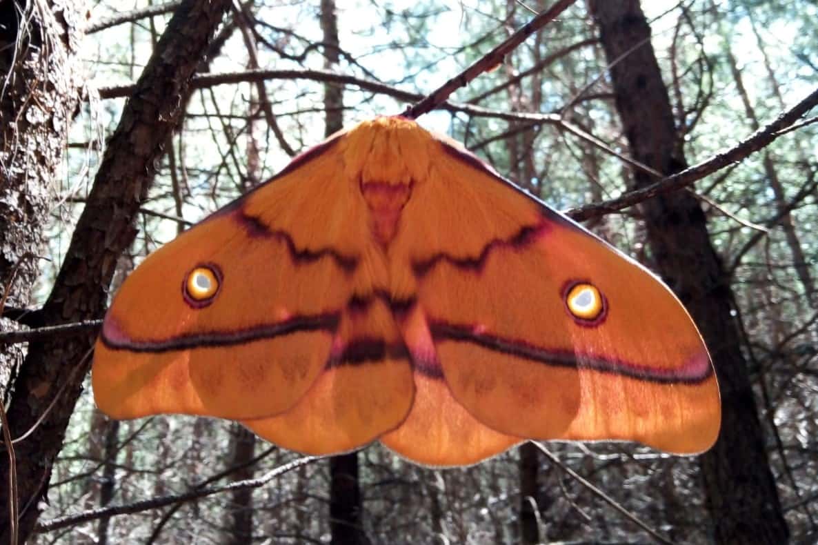 Moth pheromone trial in Underberg, KZN