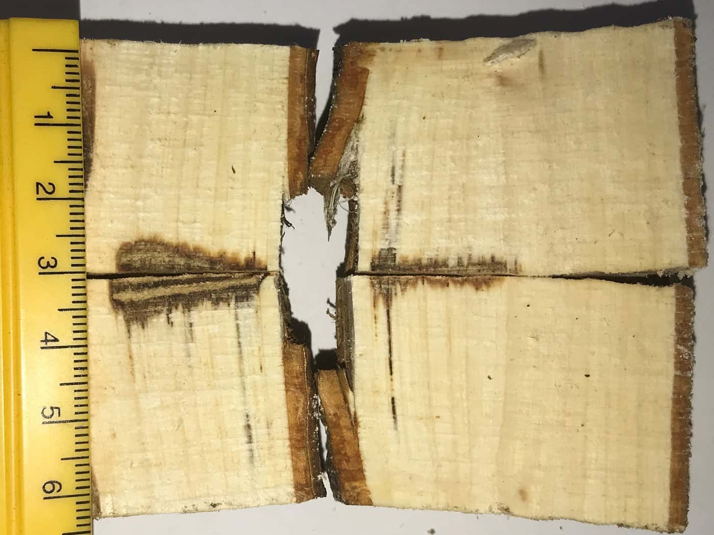 Getting a PSHB research project done before the lockdown