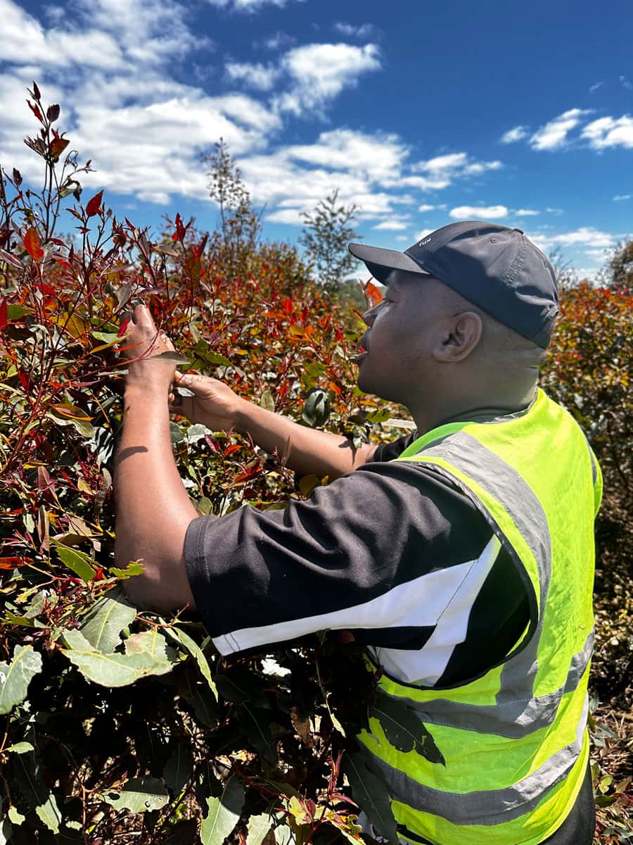 Dr Privilege Makunde checking *Gonipterus* infestation in a *Eucalyptus* plantation