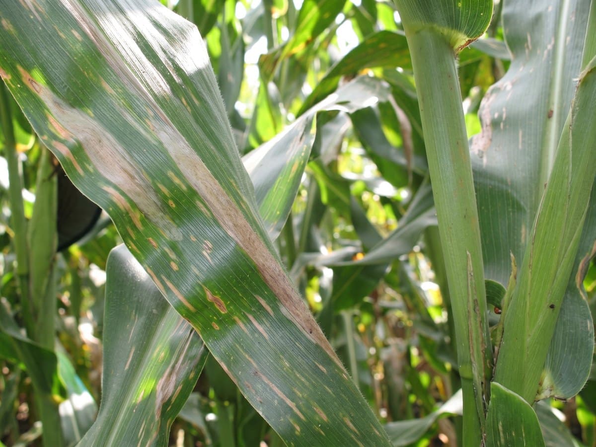Cereal Foliar Pathogen Research Group research group